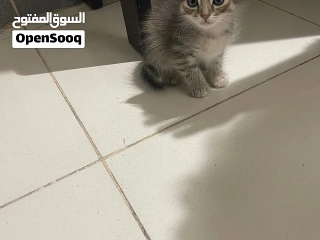 كتن عمرها شهر واسبوع للبيع 500 ريال