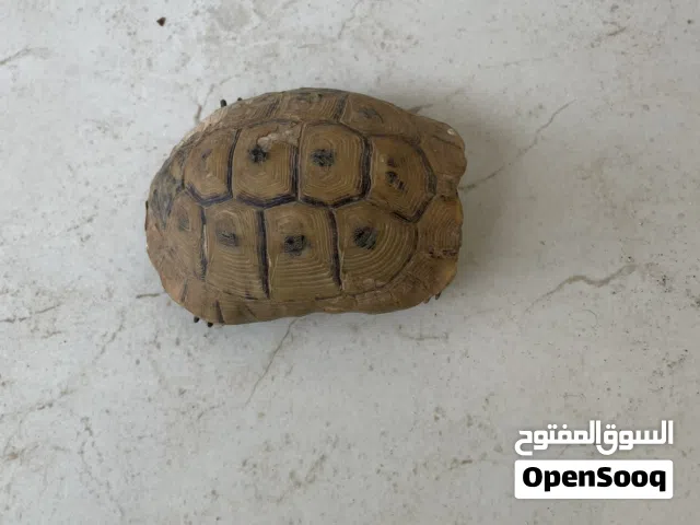 سلحفاه برية حجم وسط