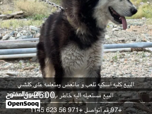 كلبه هسكيه نثيه