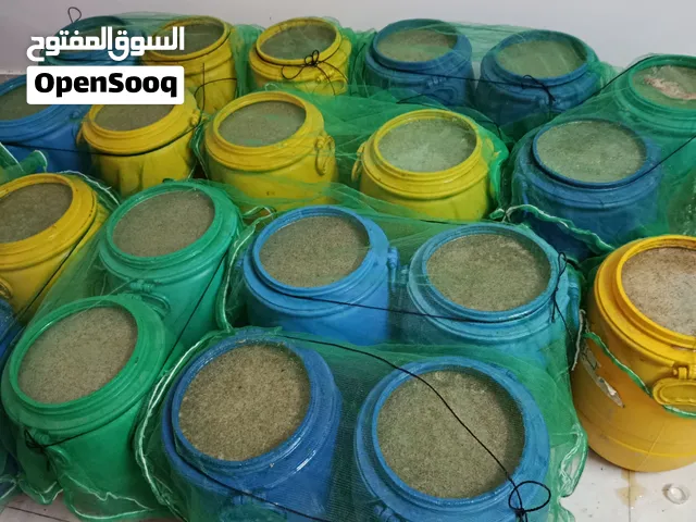 يتوفر عسل تصفية موسم السدر  فرز اليوم 06/10/2026
