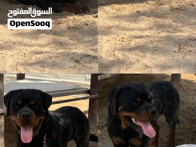 للبيع فحل روت