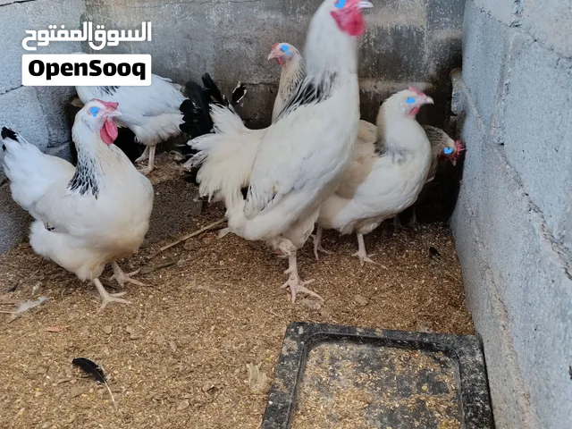 فروج وخمسة دجاجات