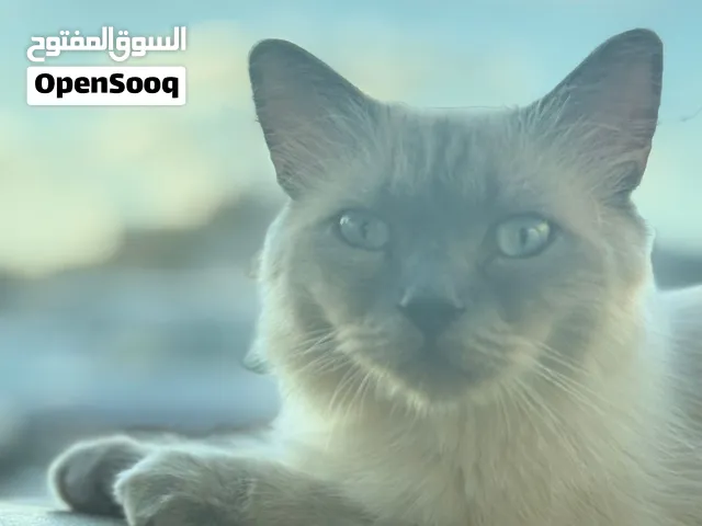 قط سيامي للبيع  السعر قابل للتفاوض  تاجوراء يوجد توصيل