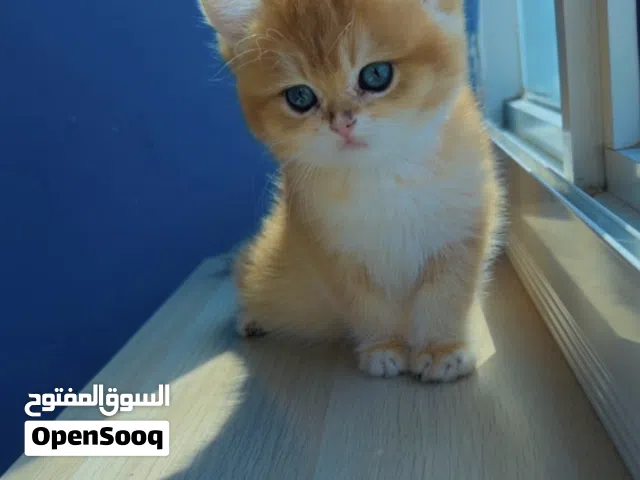 Purebred British Shorthair Kitten Blue Golden Ay12 ( rare color)