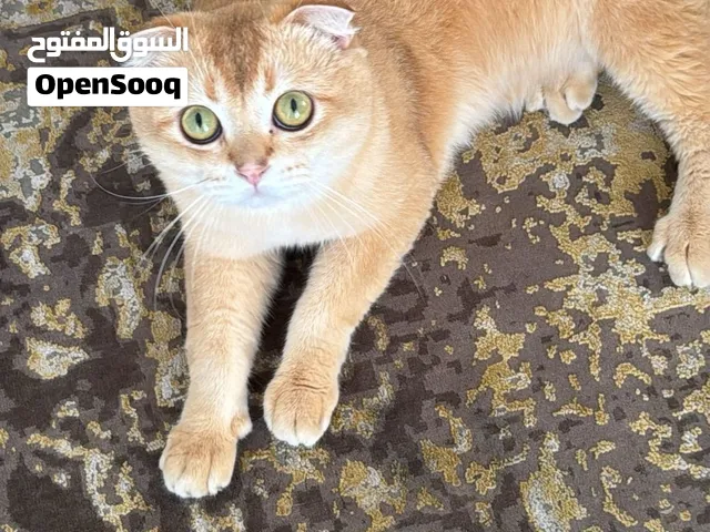 للبيع 4000