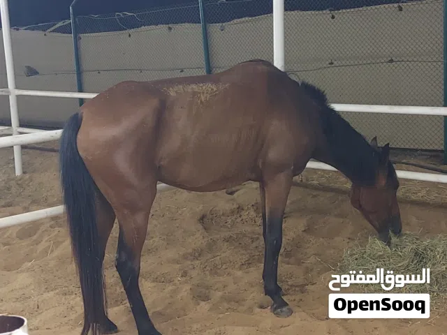 مجموعة خيول للبيع