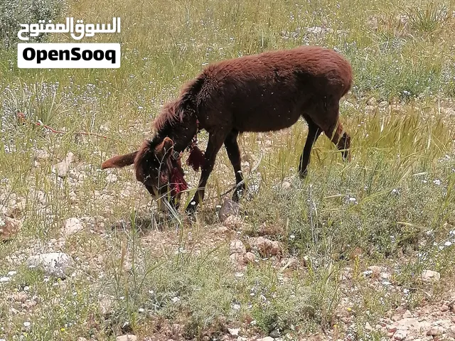 اكرمكم  الله جحشه  عمر سنة للبيع شغل مقنوي سعرها مناسب للجميع للي عنده اغنام  او الحمل