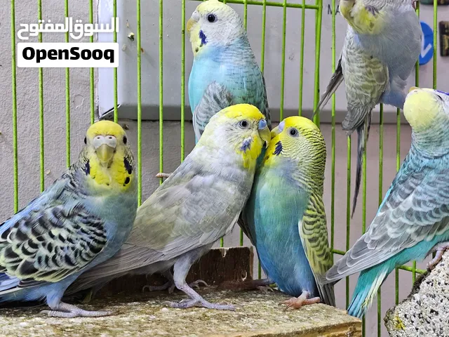 متاح طيور حب