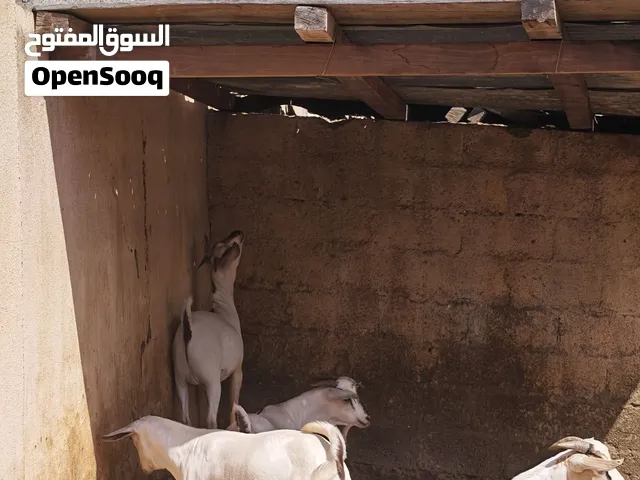 تيوس صوماليات مطعومات 5 شهور طعام الدار