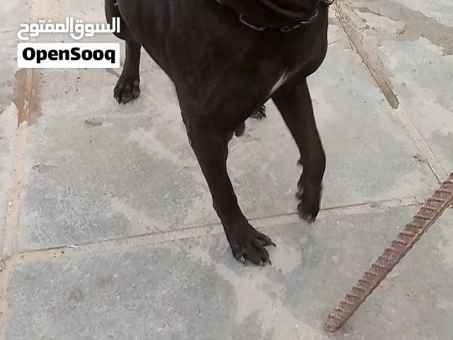 زوج بتبول خط دم نقي