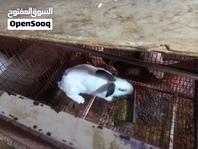 مجموعه ارانب