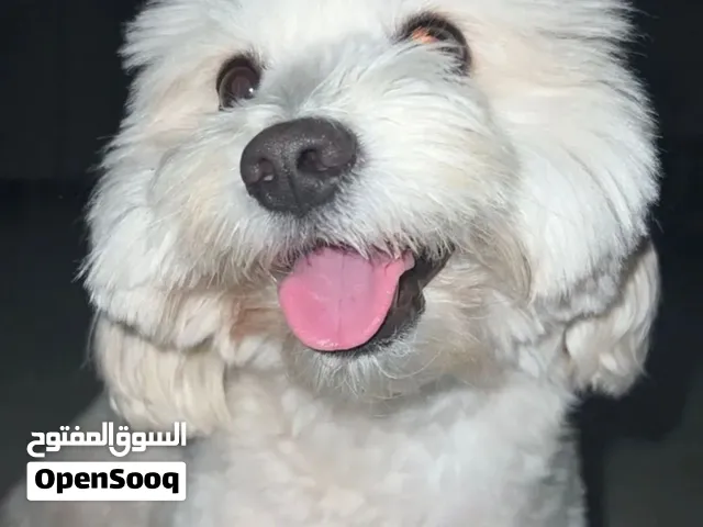 Maltese dog price 2000 negotiable
