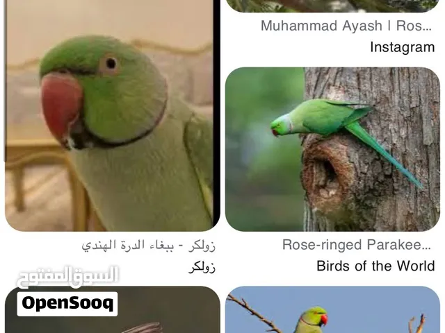 اسمه ببغاء الدرة مطوق