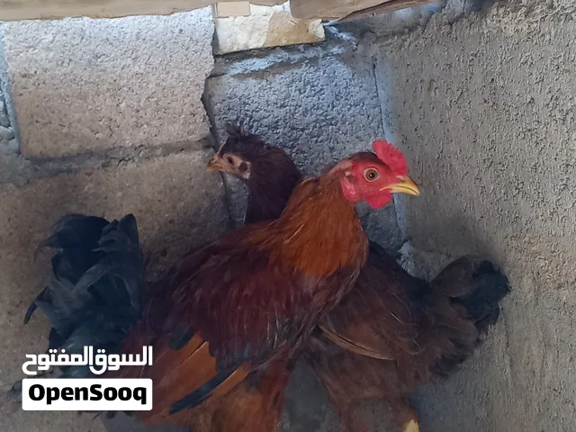 دجاج عرب للبيع اقره الوصف