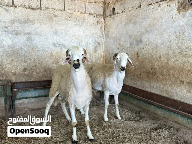 2 حولي هجين صردي علا الجزائري