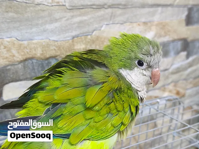 ببغاء كويكر اليف