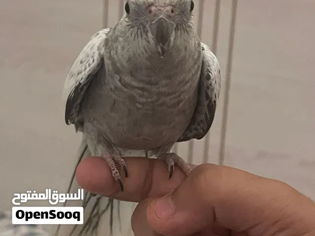 عصفور كوكتيل أنثى
