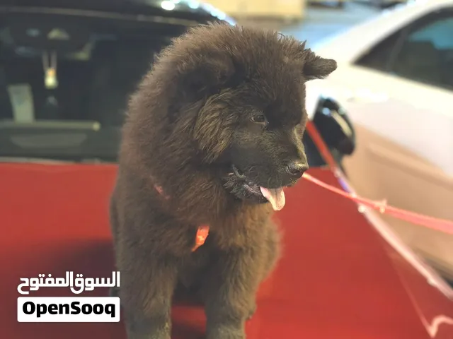 تشاو تشاو مميز العمر 5 شهور تقريبا انثى  مستوى عالي جدا وسريعة التعليم