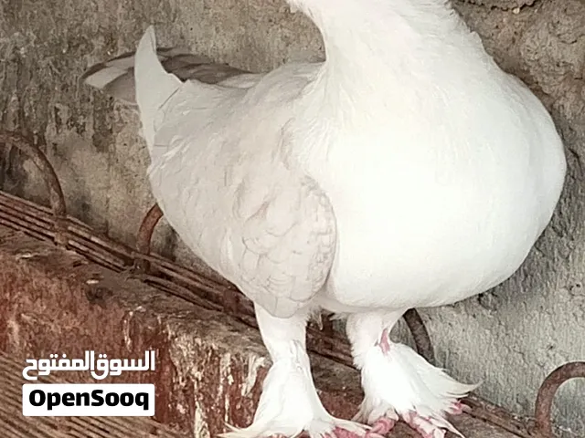 نثيه ستلايت بياضه مع زوج رواعب نجفي طيور حلوه وقويه جاي تبيض