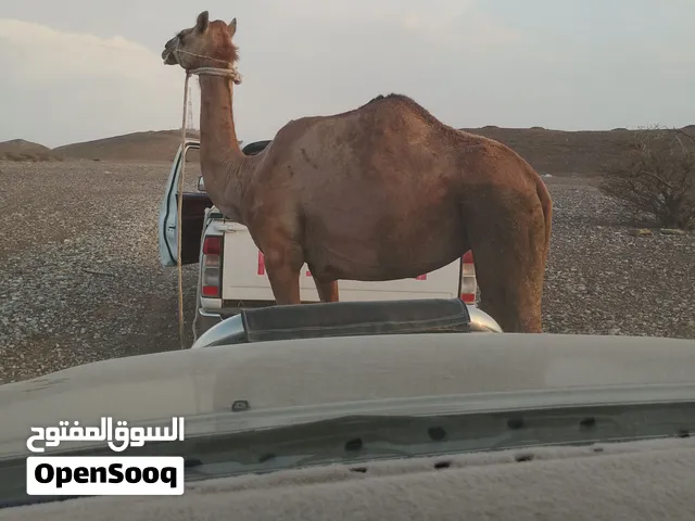 ناقه للبيع شوف الوصف ((((بيعه مستعجله))))