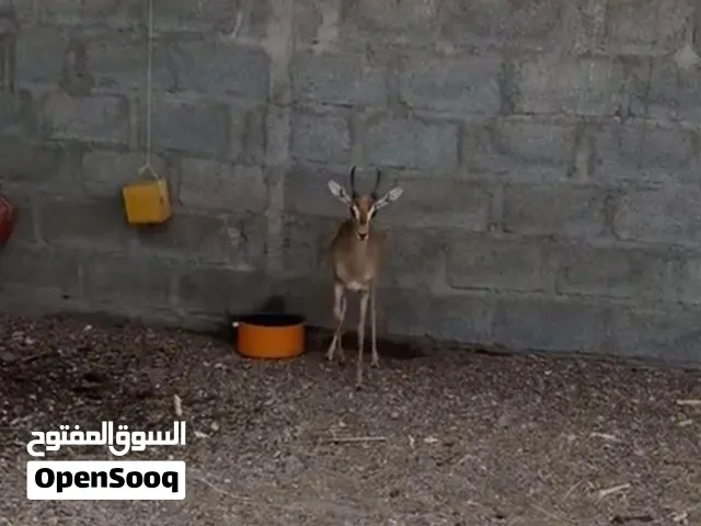 غزال ديماني للبيع