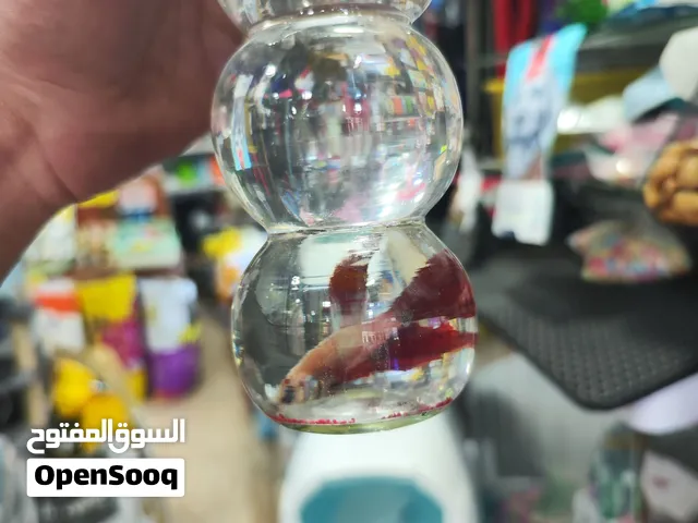 سمك فايتر مميز