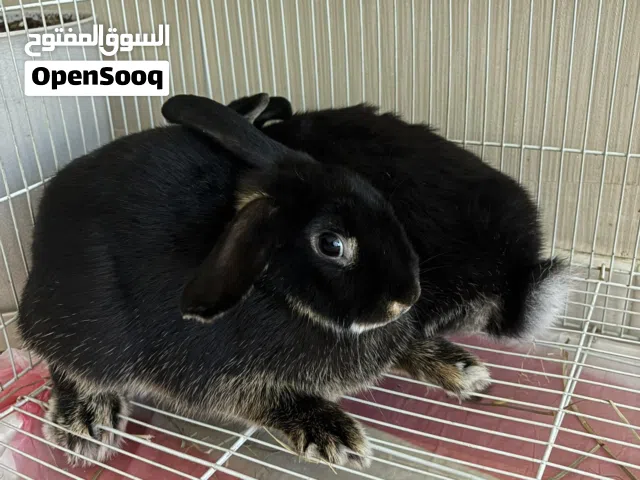 ارنب ارانب Rabbit Bunny
