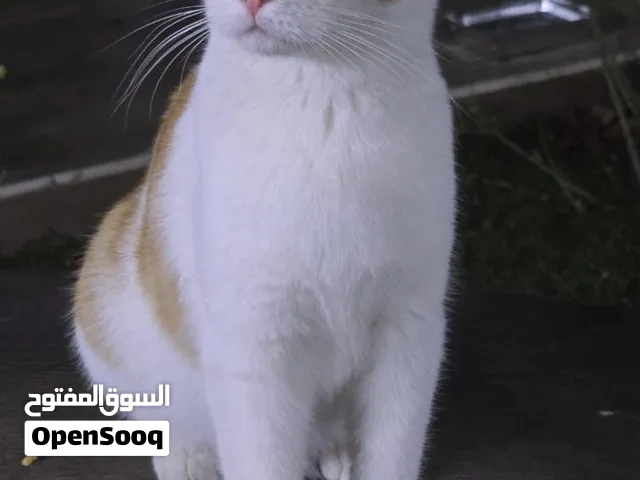 Meet Bella: A sweet young teen cat looking for her forever family! [Free Adoption]
