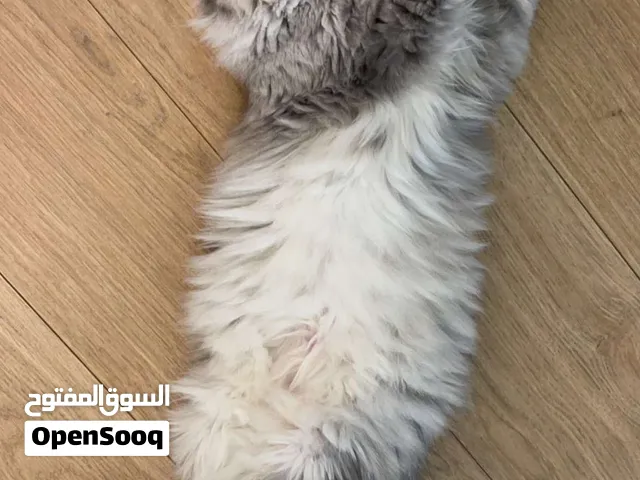 قطه شيرازيه للبيع