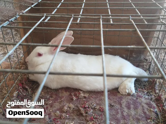 ارنب مالطلى ما شاء الله تبارك الرحمن انثي