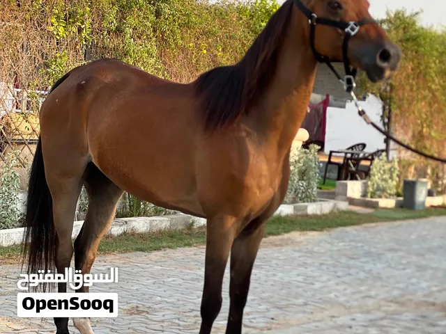 خيل خصي بدون جواز