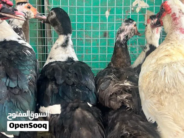 متوفر الان معي بط بلدي -مسكوفي منتجات ولاكل اللحم حاجة طيبة وممتازة