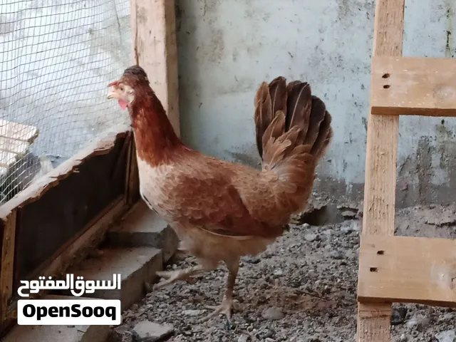 دجاجه كويتيه ام الكعكوله الاصليه على وجه بياض للبيع او مراوس هنادي أو هراتي