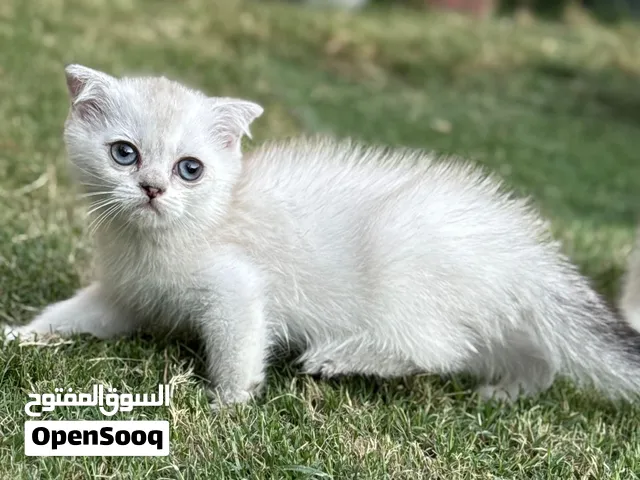 سكوتش ستريت سلفر فضي  العمر شهرين نقيات من الاب والام استيراد اوكرانيا الام شرط الفحص الطبي
