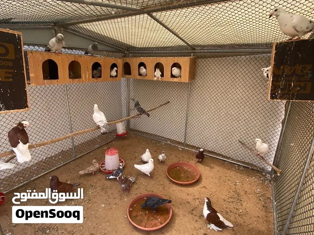 حمام منوع صحته ممتازة و الأسعار تختلف