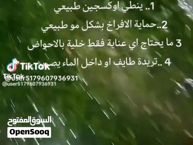 نبات الالوديا