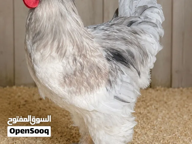 كوشن العملاق ملكي