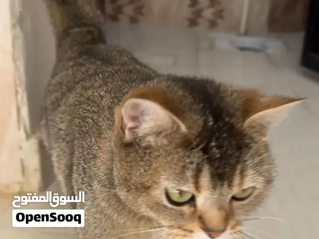 قط سكوتش ستريت