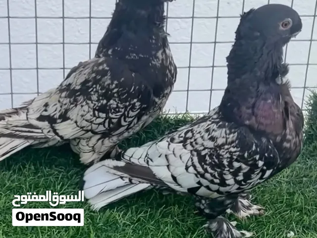 حمام بولدنيت