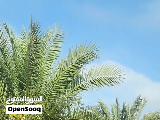 لغرض البنيان في الارض نخلتين خلاص للبيع