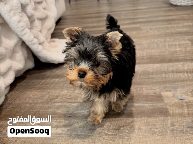 Pretty Yorkie puppies available 2 females 1 male