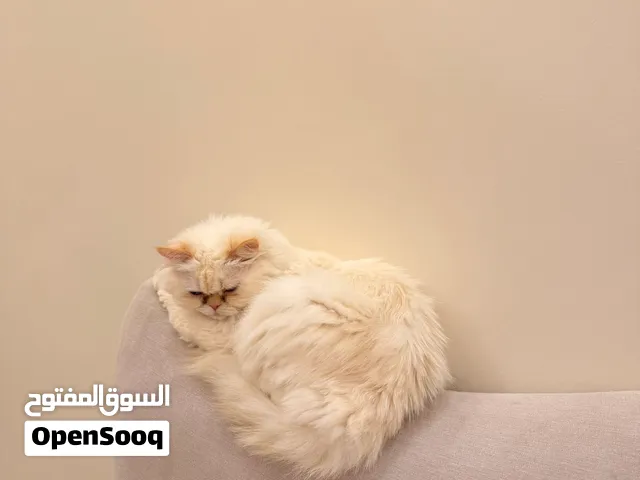 Cat for adoption