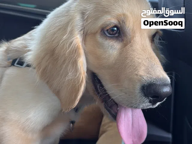 Golden retriever 5months old