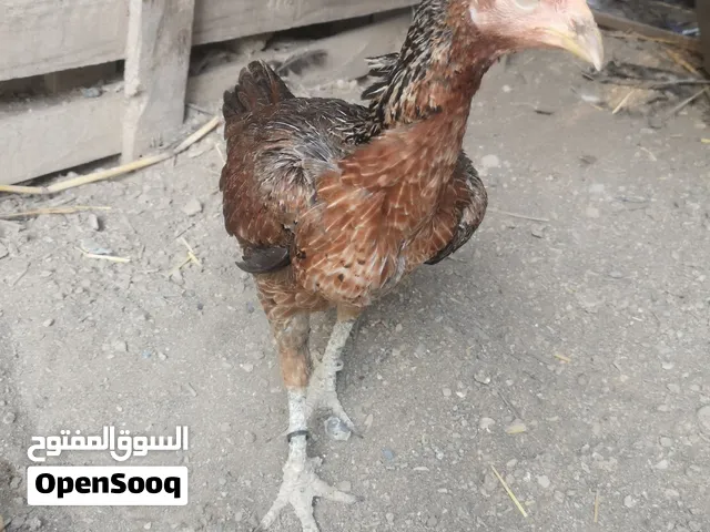 دجاجه بورميه مستورده من الإمارات
