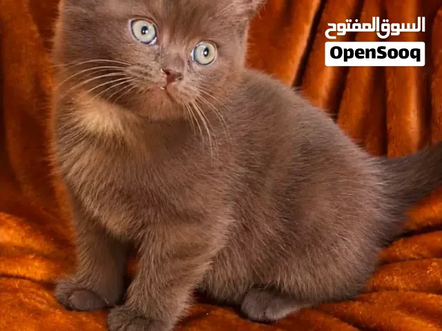 شوكليت وبيكلر