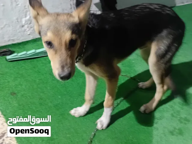 جرو ولف للبيع عمر 4 أشهر موقع الرصيفة الجبل الشمالي