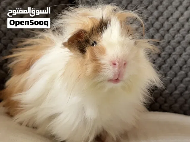 Very Cute Male Guinea Pig (Sheba breed, 4 months old)