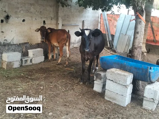 أبقار مهجنة للبيع
