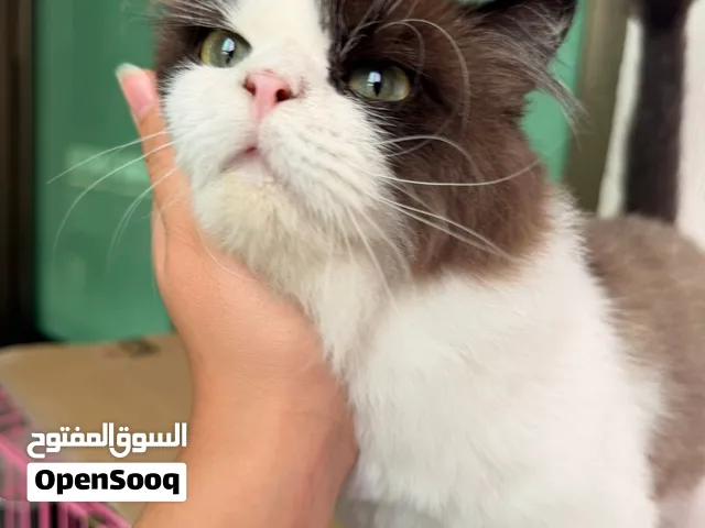 Ragdoll مطعم بالكامل مع جواز سفر  اوكراني السعر قابل للتفاوض