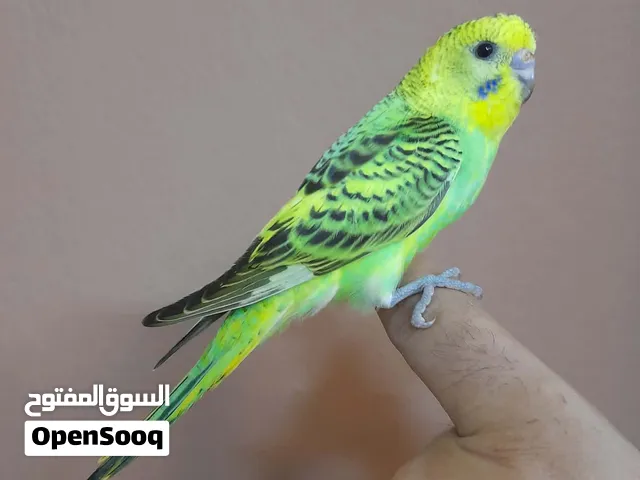 انثى بادجي اليفه جدا وهدد مستوى عالي